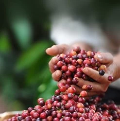 Nescafé Dolce Gusto Cortado Espresso Macchiato Capsules - 90 Koffiecups 15 Nescafé Dolce Gusto Cortado Espresso Macchiato Capsules - 90 Koffiecups -Eten En Drinken 1192x1200 1