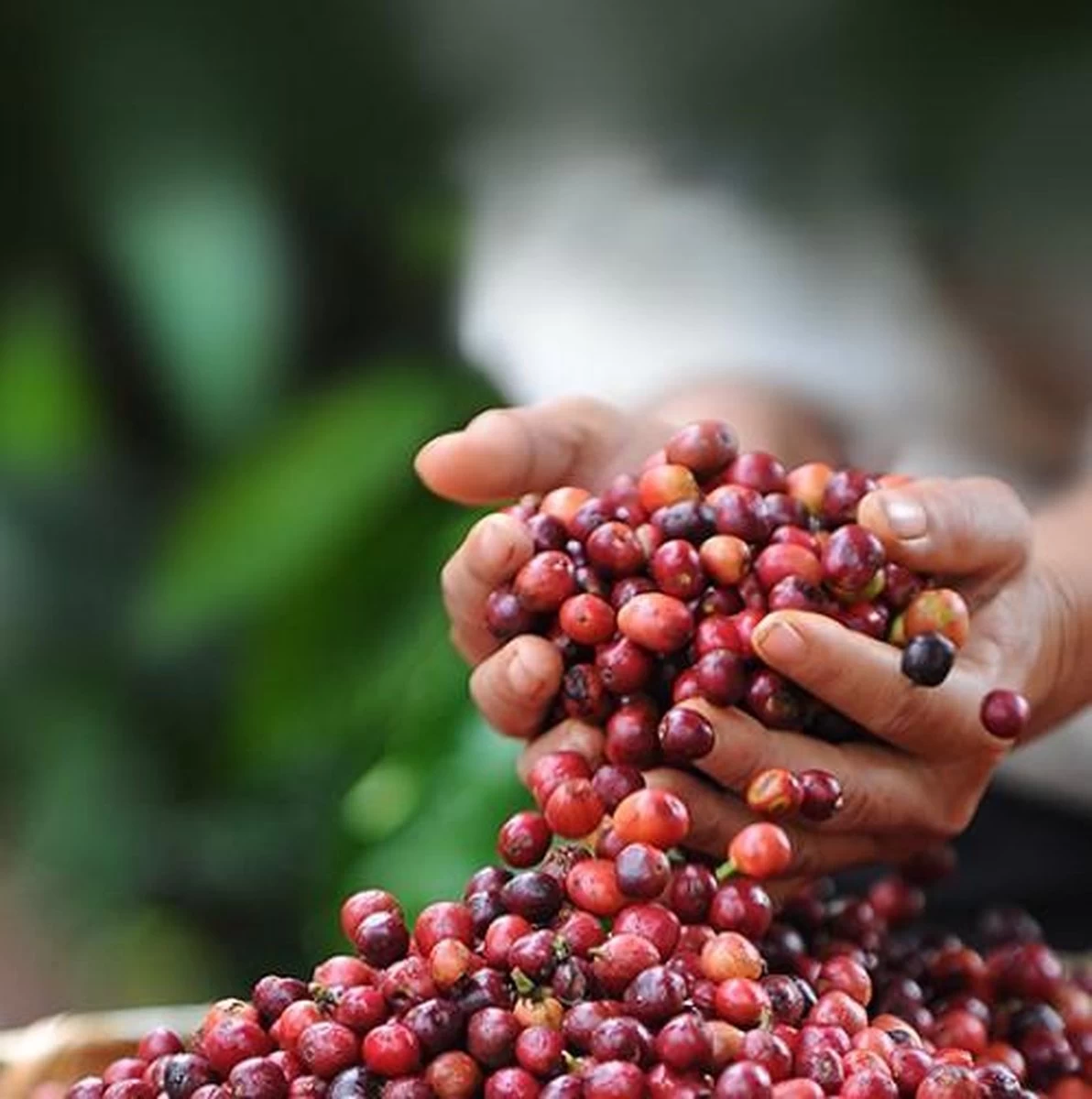 Nescafé Dolce Gusto Cortado Espresso Macchiato Capsules - 90 Koffiecups 9 Nescafé Dolce Gusto Cortado Espresso Macchiato Capsules - 90 Koffiecups - Afbeelding 7