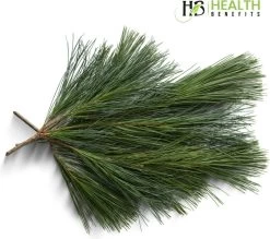 Biologische Dennennaalden Thee | Verse Dennennaalden Thee | Suramin | 100% Natuurlijk Kruiden Thee | Per 50 Gram | Gratis Verzending