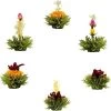 Theebloemen Boeket Groene Thee | 6 Stuks -Eten En Drinken 1200x1198 6