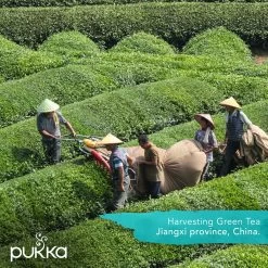 Pukka Original Kruidenthee Geschenkdoos - 9 Blends Biologische Kruidenthee, Ook Leuk Als Verjaardagscadeau - 45 Zakjes - Theedoos - GB-BIO-05 -Eten En Drinken 1200x1200 143