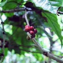 Kopi Luwak Koffie. 35 Gram Ongemalen Bonen. Direct Trade. Single Origin. The Original By Rich.Exclusive. -Eten En Drinken 1200x1200 431