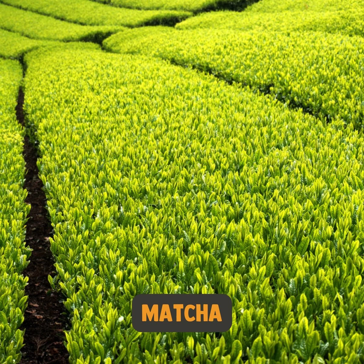 Cupplement | Premium Matcha 90 Gram | Biologisch | Gratis Verzending | Hoogste Kwaliteit Groene Thee Poeder 15 Cupplement | Premium Matcha 90 Gram | Biologisch | Gratis Verzending | Hoogste Kwaliteit Groene Thee Poeder - Afbeelding 13