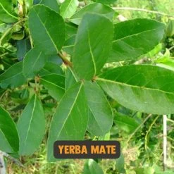 Cupplement | Thee Set 2 Delig | Yerba Mate 100 Gram & Matcha 90 Gram | Biologisch | Gratis Verzending, Opschuimer & Batterijen | Cadeau Pakket -Eten En Drinken 1200x1200 96