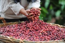 Starbucks Pike Place Medium Roast Koffiebonen - 4 Zakken à 450 Gram -Eten En Drinken 1200x798 5