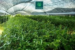 TMomentes® High Quality Culinary MATCHA Thee - Matcha Poeder - Matcha Thee - 100% Organisch Gecertificeerd - 100 Gram -Eten En Drinken 1200x800 19