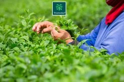 TMomentes® PREMIUM CEREMONIAL MATCHA Thee - Matcha Poeder - Ceremoniële Matcha Thee - 100% Organisch Gecertificeerd - 60 Gram - AAA+ Gradering -Eten En Drinken 1200x800 4