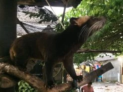 Kopi Luwak Koffie. 35 Gram Ongemalen Bonen. Direct Trade. Single Origin. The Original By Rich.Exclusive. -Eten En Drinken 1200x900 16