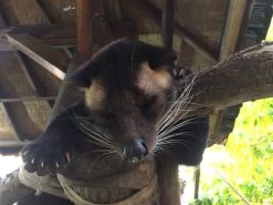 Kopi Luwak Koffie. 35 Gram Ongemalen Bonen. Direct Trade. Single Origin. The Original By Rich.Exclusive. -Eten En Drinken 1200x900 17