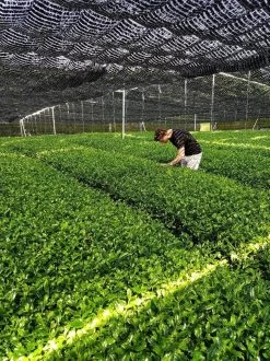 Matcha Latte - 50 Gram - Maak De Lekkerste Latte's -Eten En Drinken 899x1200 1