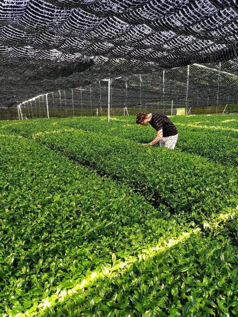 Japanse Matcha Cadeau Set - Het Perfecte Cadeau! ✔ Vandaag Besteld, Morgen In Huis ✔ Gratis Matcha Boek Bij Uw Bestelling! 6 Japanse Matcha Cadeau Set - Het Perfecte Cadeau! ✔ Vandaag Besteld, Morgen In Huis ✔ Gratis Matcha Boek Bij Uw Bestelling! - Afbeelding 4