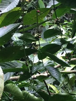 Kopi Luwak Koffie. 35 Gram Ongemalen Bonen. Direct Trade. Single Origin. The Original By Rich.Exclusive. -Eten En Drinken 900x1200 11